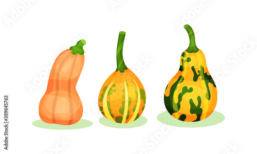 Bright Pumpkin of Different Shapes and Sizes Vector Set