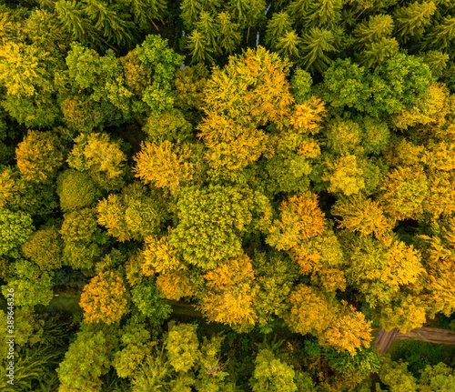 Colorful tree tops from above, autumn drone shot by a flight over a forest.
