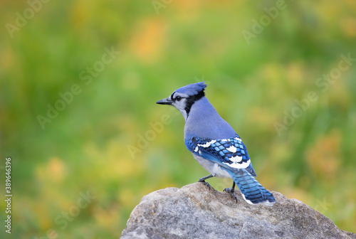 Blue Jay - (Cyanocitta cristata) perched on a rock in autumn in Canada