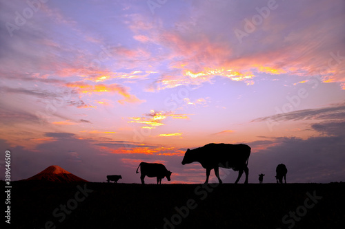 富士山と夕陽を背景に高原の牧場で草を食む複数の牛のシルエット
