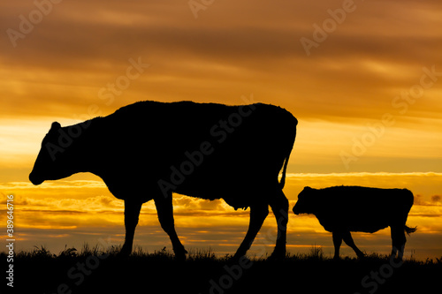 夕陽を背景に高原の牧場を歩む親子牛のシルエット