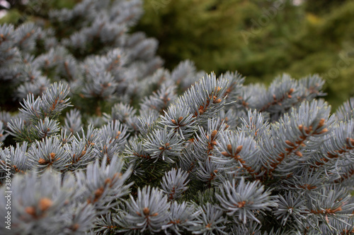 Close up of grey pine needles on a muted autumnal day
