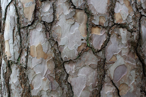 Detailed close up of tree bark texture