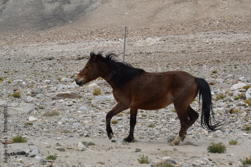 horse in the mountains horse in the mountains