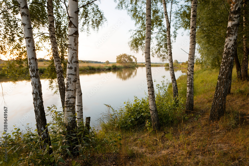 thin white birches on the lake in the evening