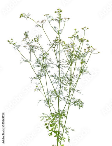 Coriander. It is also known as Chinese parsley, dhania or cilantro. Plant Isolated
