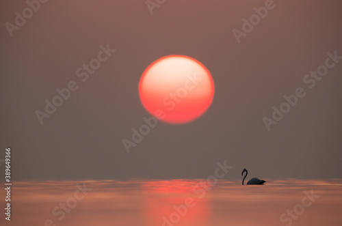 Greater Flamingo and the sunrise at Asker coast, Bahrain