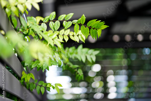 Branches of plants out of the wooden fence