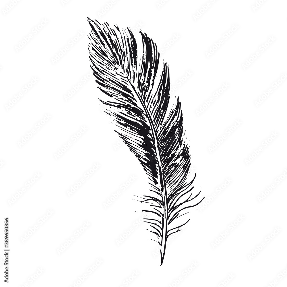 Obraz premium Feather on white background. Hand drawn sketch style. 