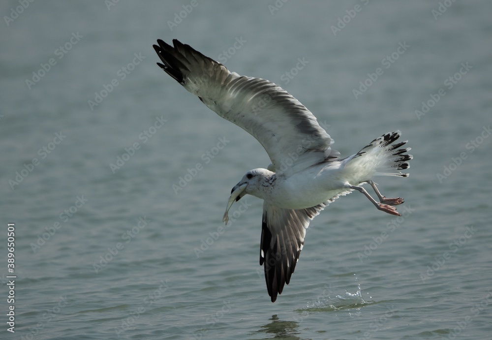 Juvenlie Lesser Black-backed Gull hodling a fish at Tubli bay, Bahrain Juvenlie Lesser Black-backed Gull hodling a fish at Tubli bay, Bahrain