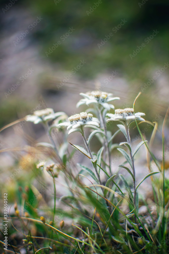 Beautiful edelweiss(Leontopodium nivale) flowers from the path from Beklemeto to Kozya Stena, Troyan Balkan, Bulgaria
Beautiful edelweiss(Leontopodium nivale) flowers from the path from Beklemeto to Kozya Stena, Troyan Balkan, Bulgaria