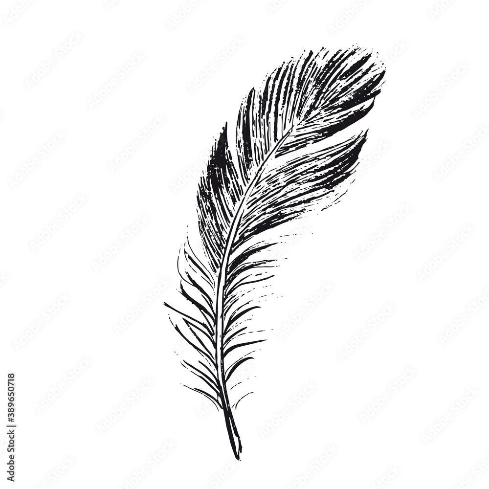 Obraz premium Feather on white background. Hand drawn sketch style. 