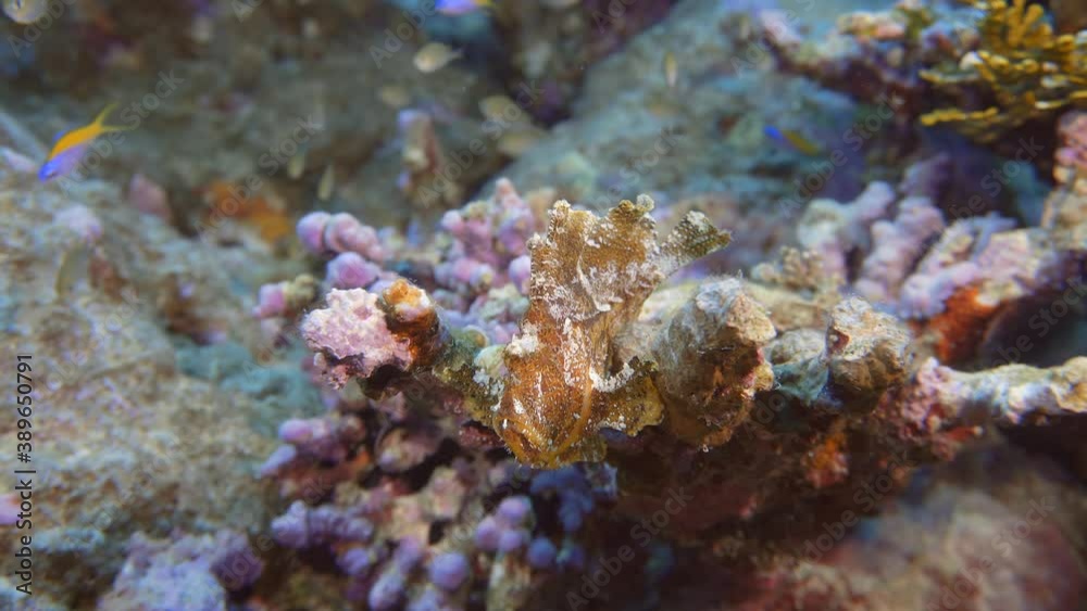 beautiful rare leaf fish on there reef in maldives