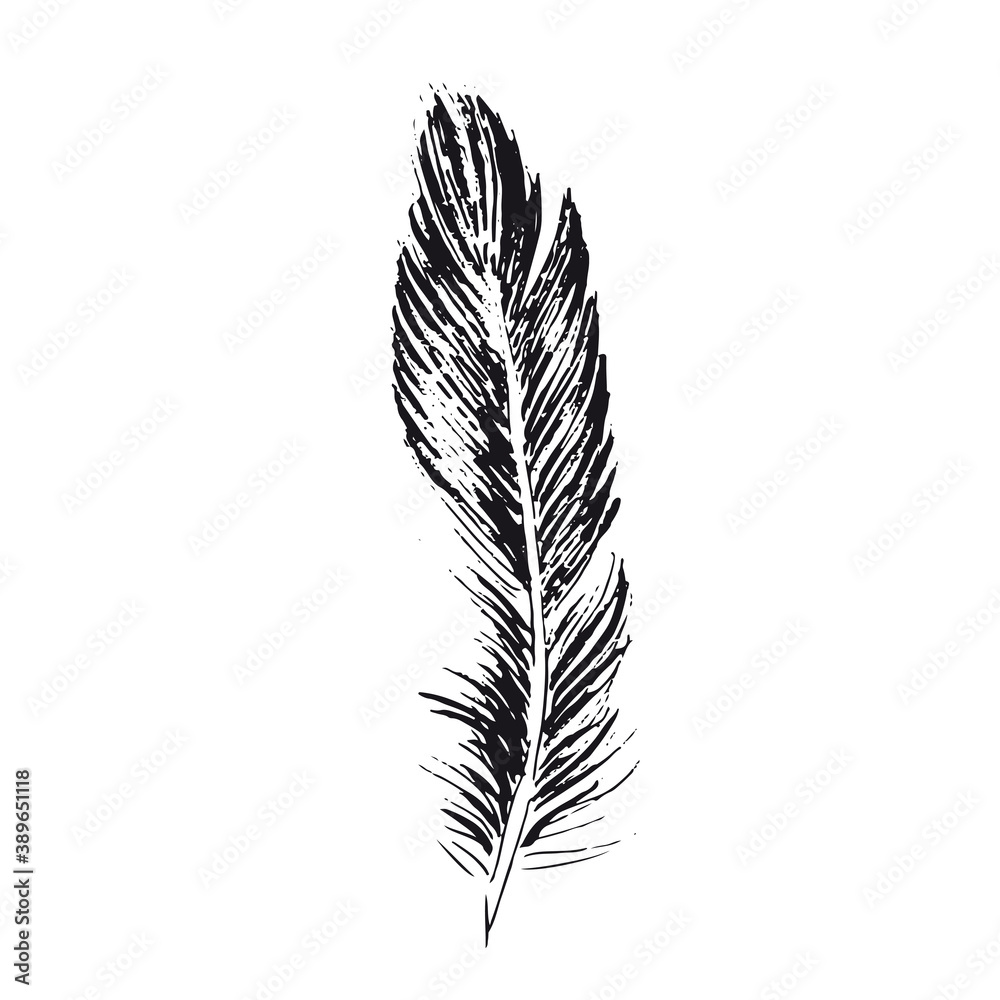 Feather on white background. Hand drawn sketch style.	