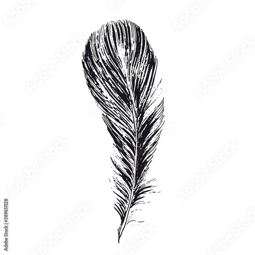 Feather on white background. Hand drawn sketch style.	