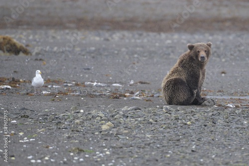 Ein kleiner , niedlicher, junger, sitzender Grizzlybär mit einer Möwe an der Küste und der Wildnis von Katmai, Alaska