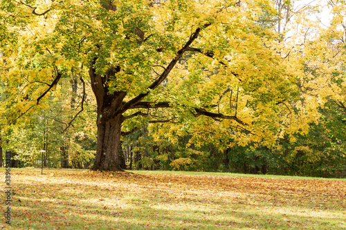 Golden maple in the city 's picturesque park