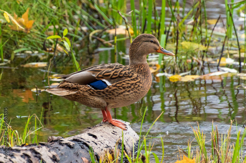 A duck mothers stands on a log in a pond and watches the surroundings.