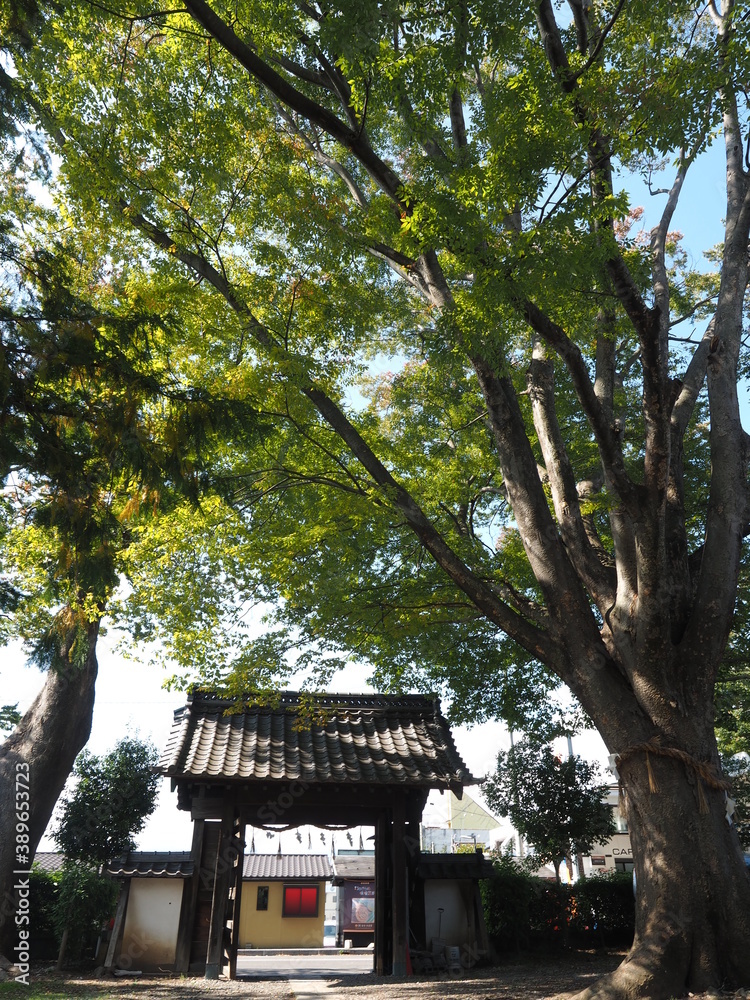Fototapeta premium 松本神社のケヤキの大木