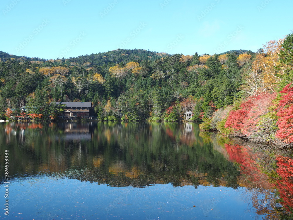 Fototapeta premium 北八ヶ岳・白駒池の紅葉