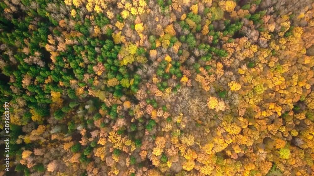 Top down autumn wood. Nature background. Aerial top view of autumn forest with colorful trees. Autumn forest aerial drone top view. Trees with bright yellow foliage. Deciduous forest in the fall. Top down autumn wood. Nature background. Aerial top view of autumn forest with colorful trees. Autumn forest aerial drone top view. Trees with bright yellow foliage. Deciduous forest in the fall.