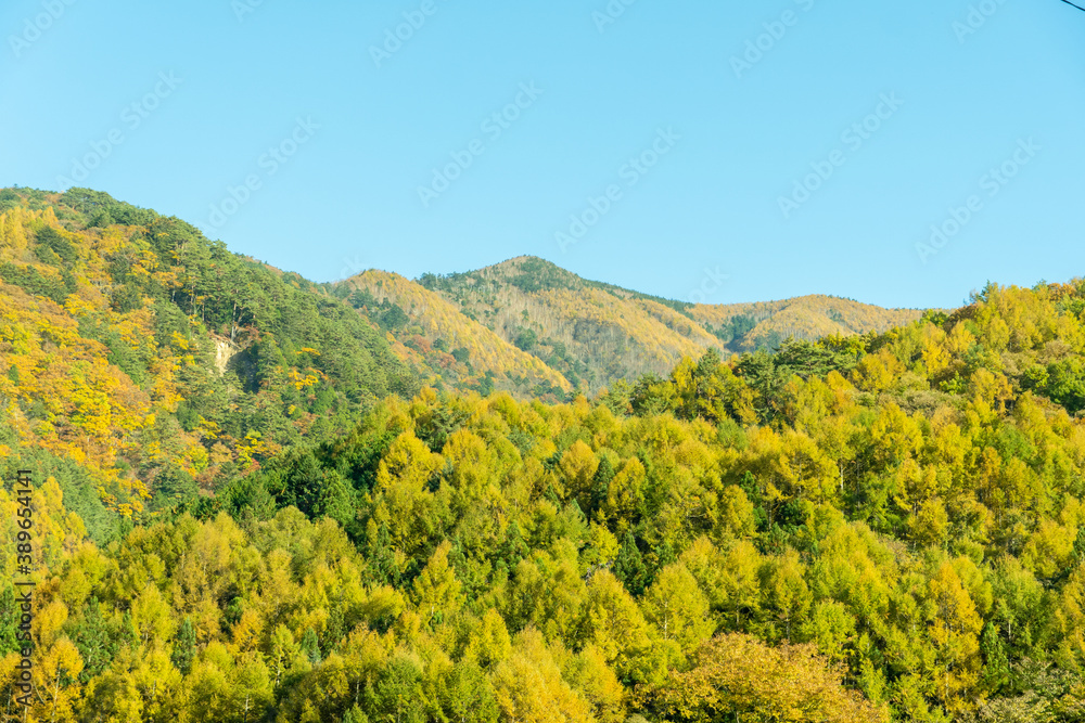 Mountains in yellow during autumn