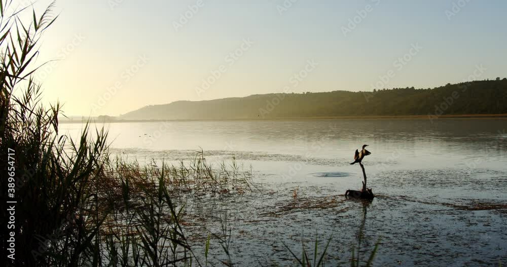 A Commorant spreads its wings overlooking a wetland lake at dawn. A Commorant spreads its wings overlooking a wetland lake at dawn.