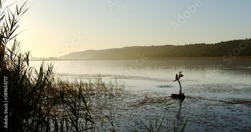 A Commorant spreads its wings overlooking a wetland lake at dawn. photo