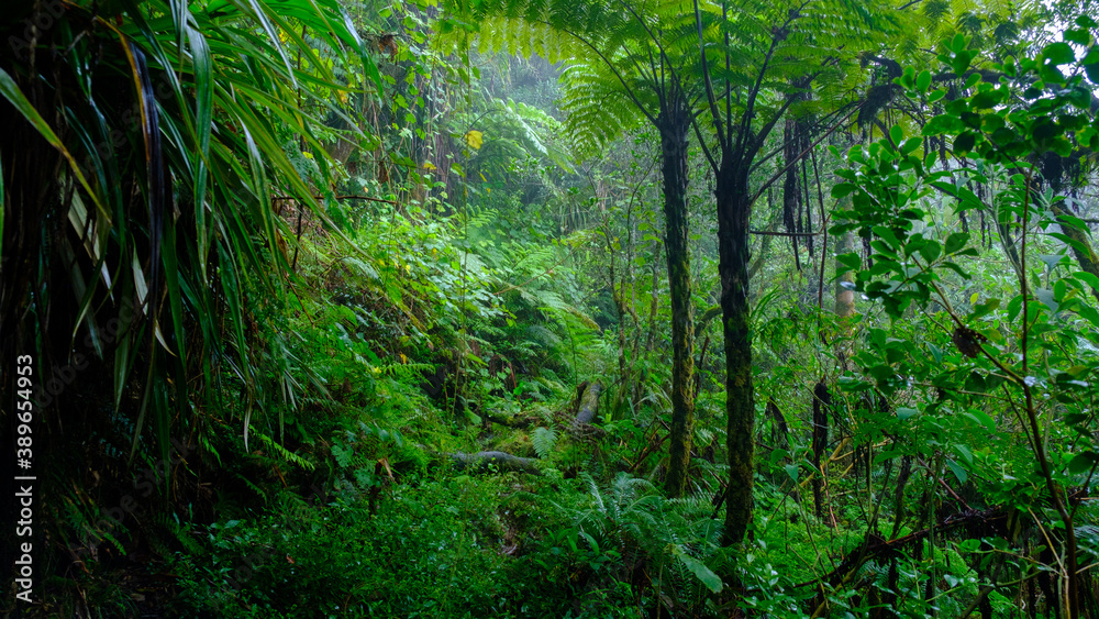 Naklejka premium fern, branches and creepers in the humid jungle