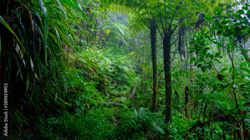 fern  branches and creepers in the humid jungle