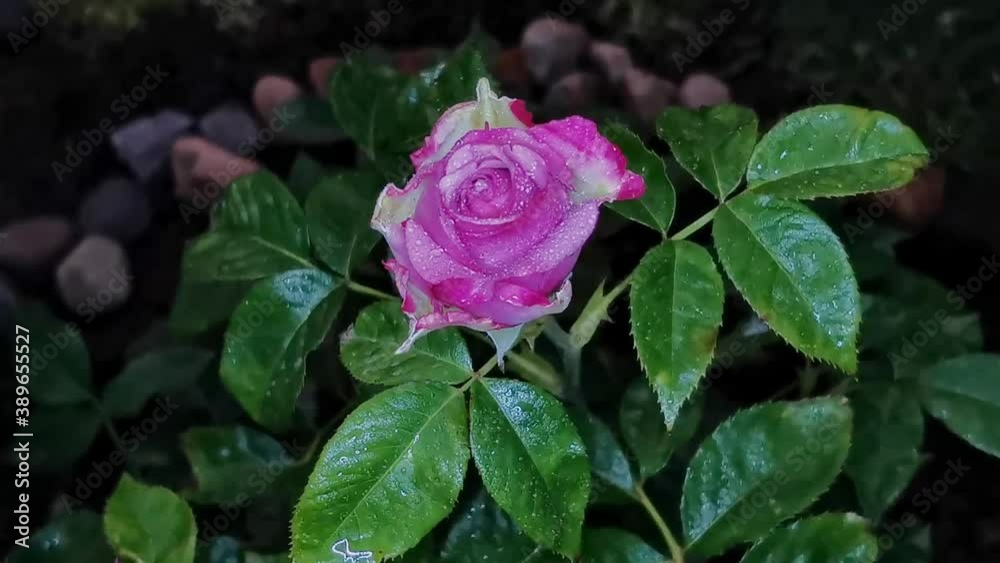 A pink rose blooms in a Summer garden on a rose Bush with raindrops on its petals and leaves. A pink rose blooms in a Summer garden on a rose Bush with raindrops on its petals and leaves.