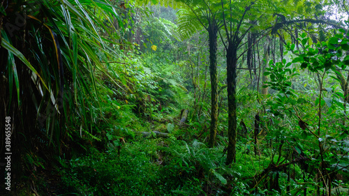 lush  fern and creepers in the humid tropical jungle