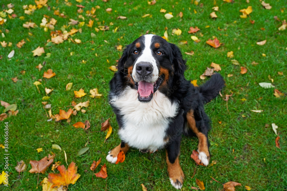 Happy Bernese Mountain Dog sitting on the grass with yellow autumn leaves 