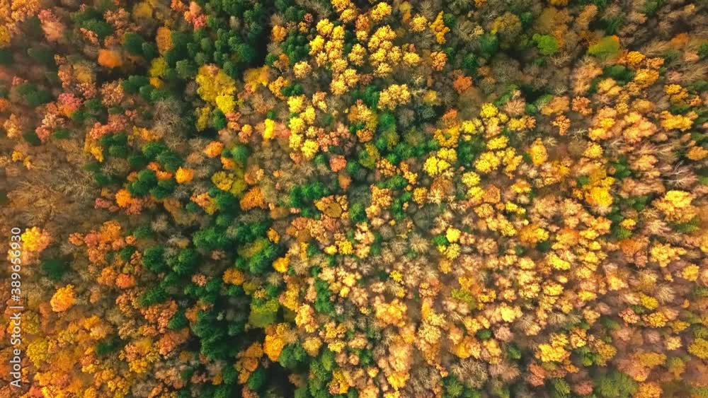 Top down autumn wood. Nature background. Aerial top view of autumn forest with colorful trees. Autumn forest aerial drone top view. Trees with bright yellow foliage. Deciduous forest in the fall. Top down autumn wood. Nature background. Aerial top view of autumn forest with colorful trees. Autumn forest aerial drone top view. Trees with bright yellow foliage. Deciduous forest in the fall.
