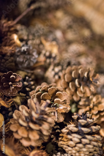 Naklejka Cones, blurred background