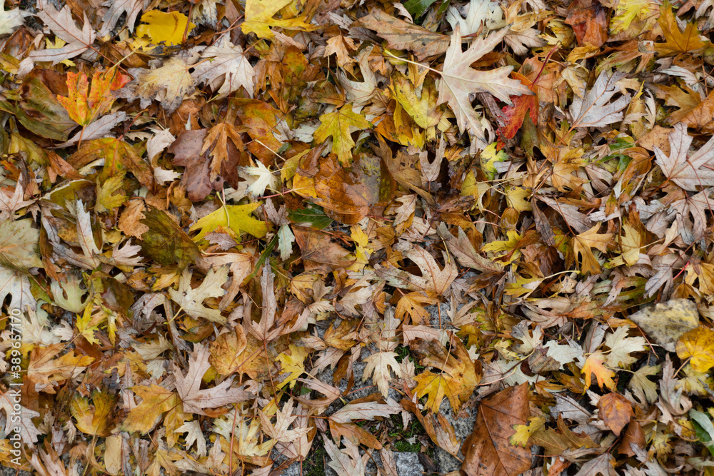 autumnal wet brown and yellow leaves. Background and texture. autumnal wet brown and yellow leaves. Background and texture.