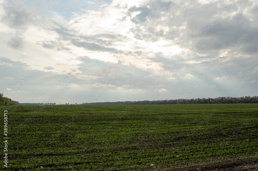field and sky field and sky