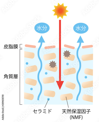 乾燥肌　セラミド　断面図