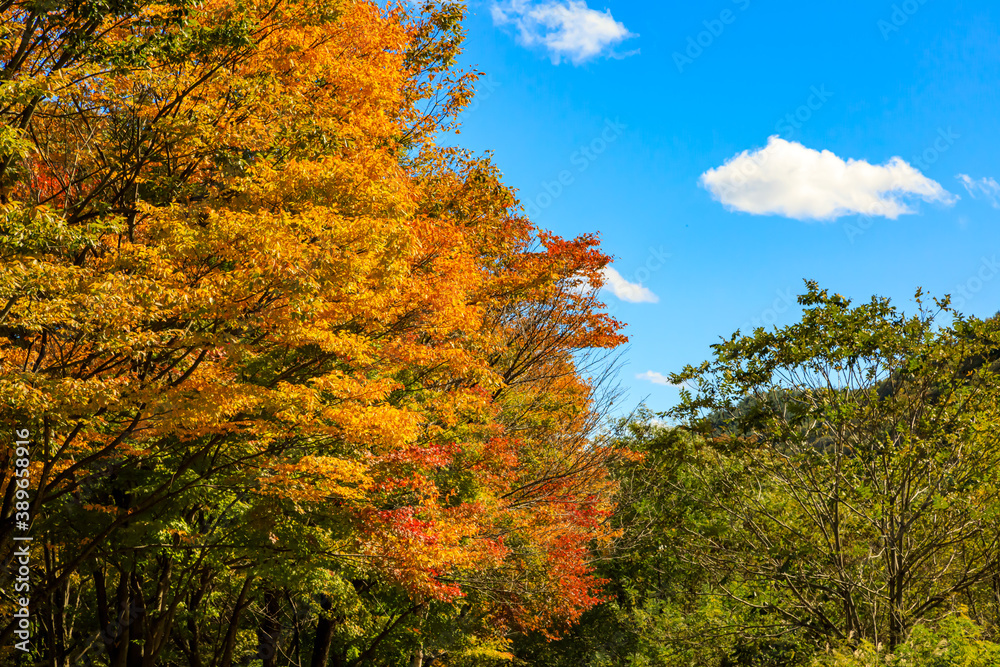 Fototapeta premium 秋の長野県の美しい紅葉