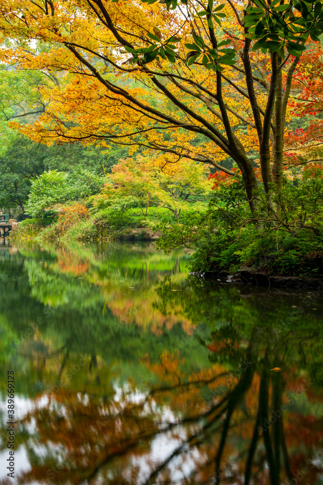 Misty Trees and reflections in the lake