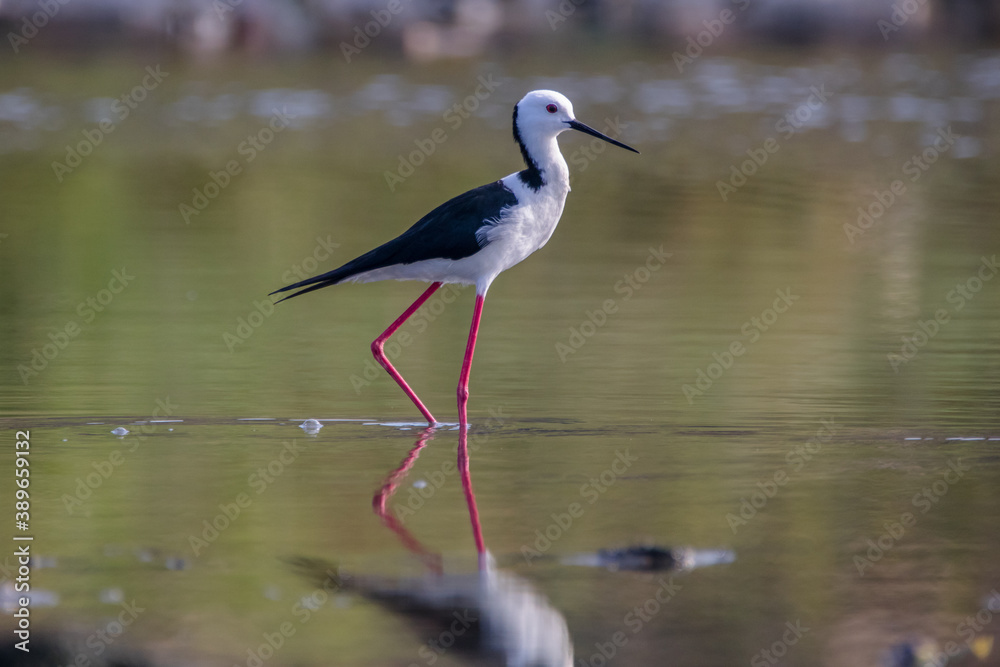 Obraz premium Black winged Stilt Himantopus leucocephalus