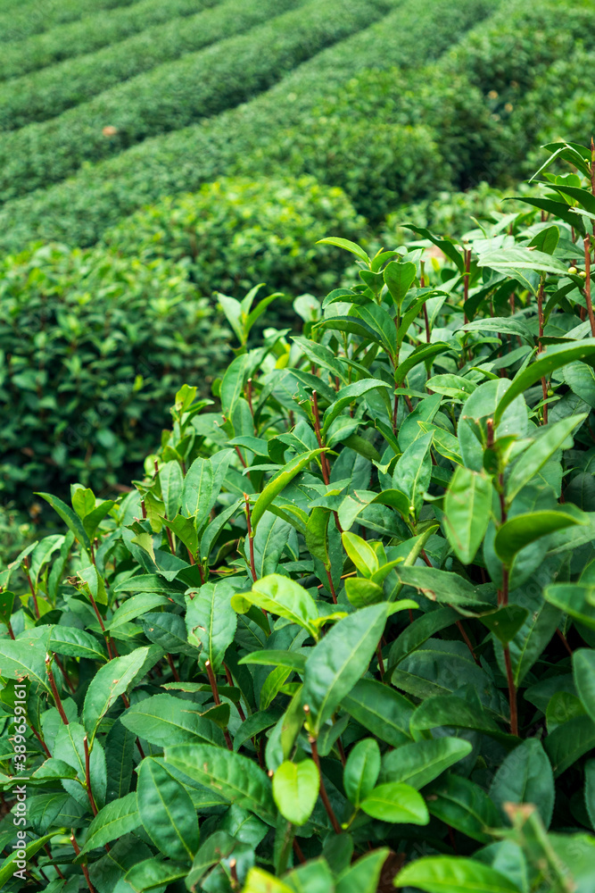 the green tea trees in row the green tea trees in row