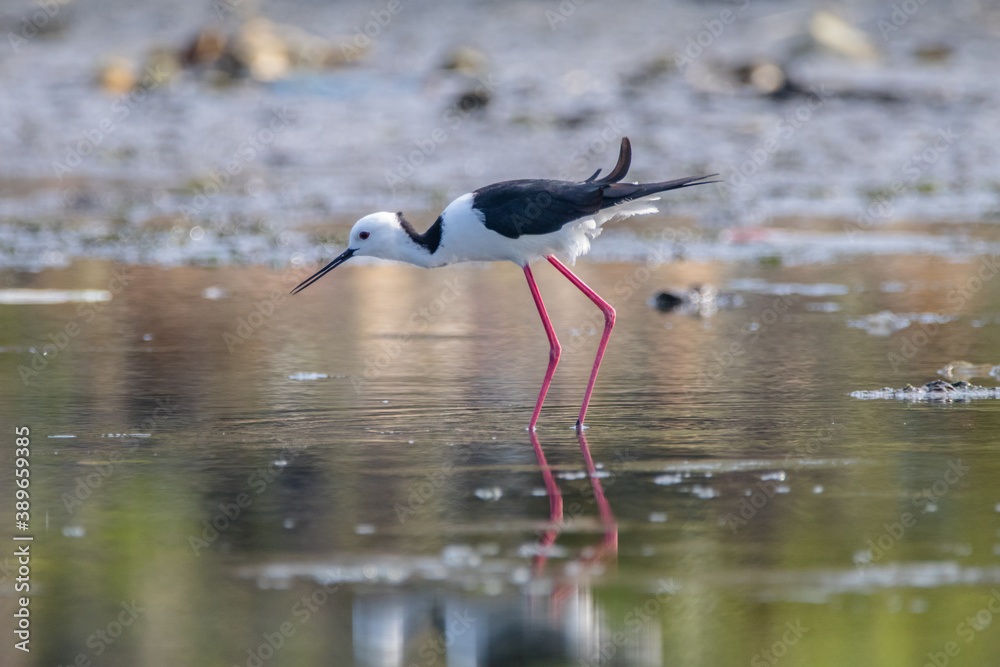 Obraz premium Black winged Stilt Himantopus leucocephalus