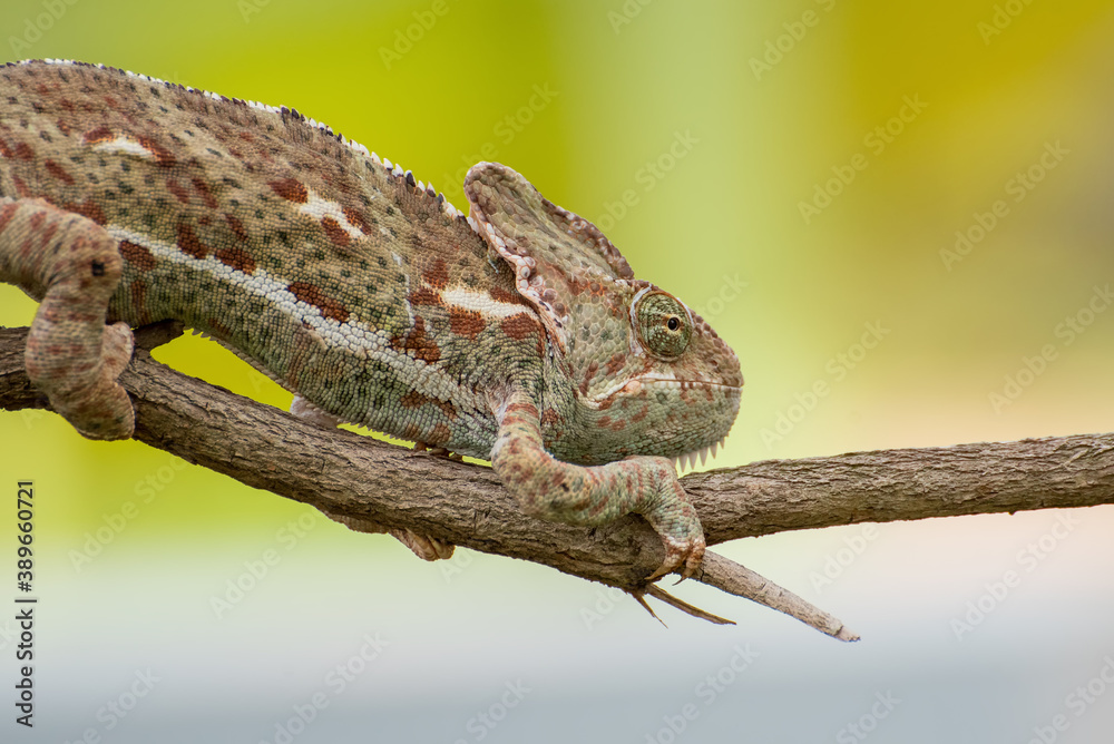 Veiled chameleon on tree branch (Chamaeleo calyptratus) Veiled chameleon on tree branch (Chamaeleo calyptratus)