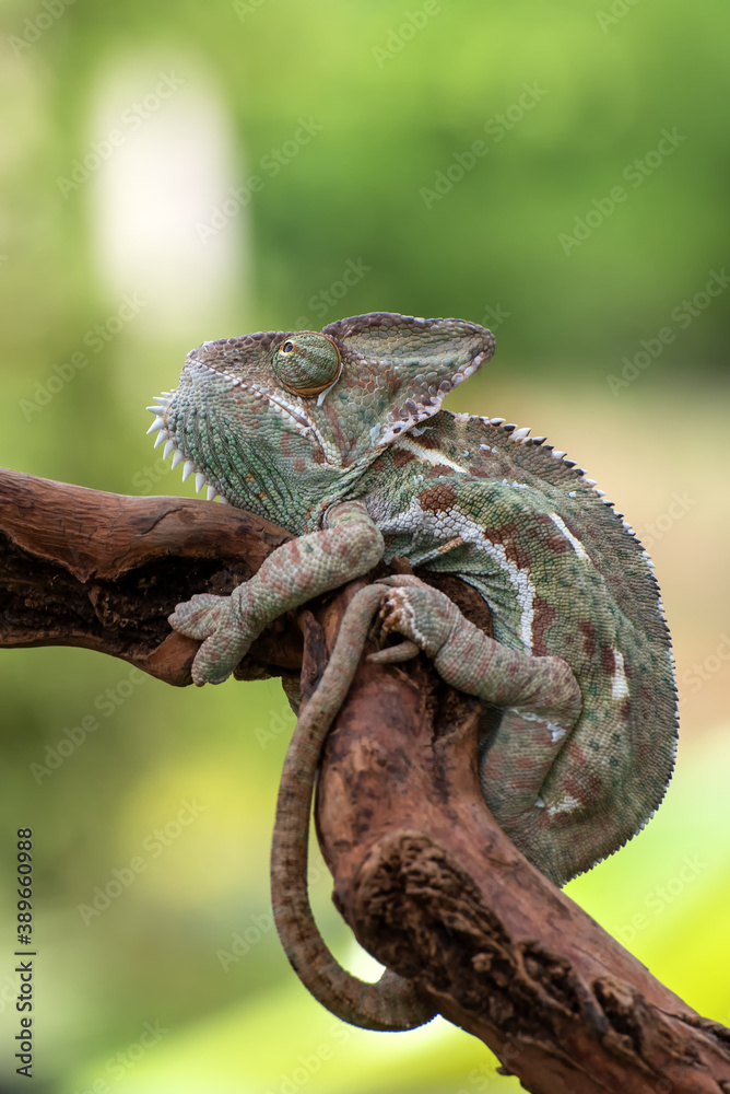 Veiled chameleon on tree branch (Chamaeleo calyptratus) Veiled chameleon on tree branch (Chamaeleo calyptratus)