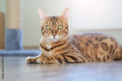 Bengal cat is resting in a light room.