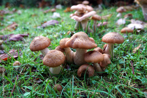 Honey fungi (Armillaria) with a blurred background. Maybe Armillaria lutea, but there are similar species. Family Physalacriaceae. Autumn in a Dutch garden. Netherlands November
