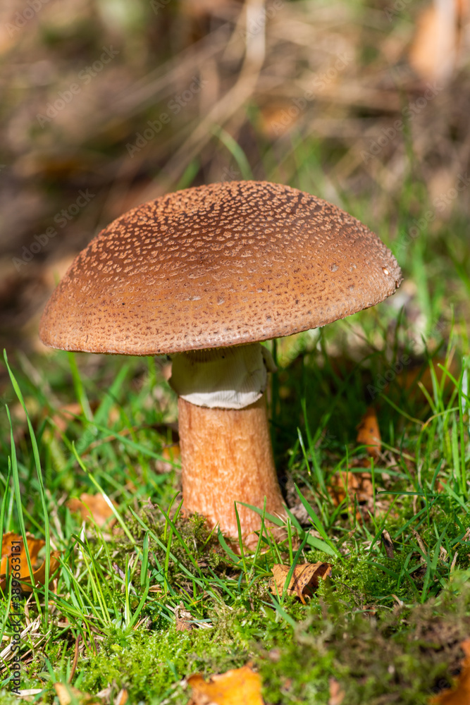 Amanita rubescens or Blusher a fungus in autumn in the grass
Amanita rubescens or Blusher a fungus in autumn in the grass