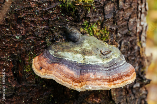 mushroom on tree