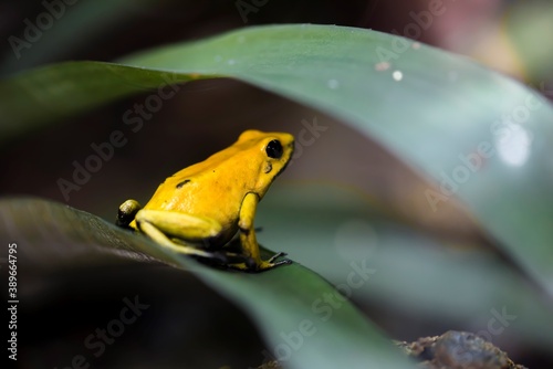 Exotic frogs